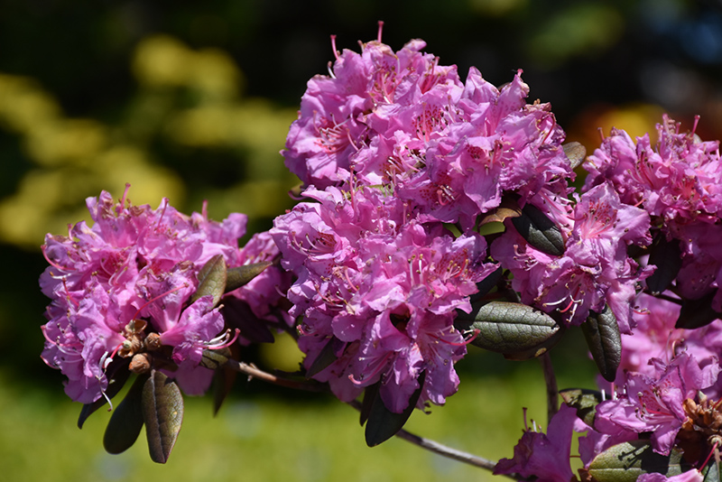 Midnight Ruby Rhododendron (Rhododendron 'Midnight Ruby') at Kennedy's Country Gardens