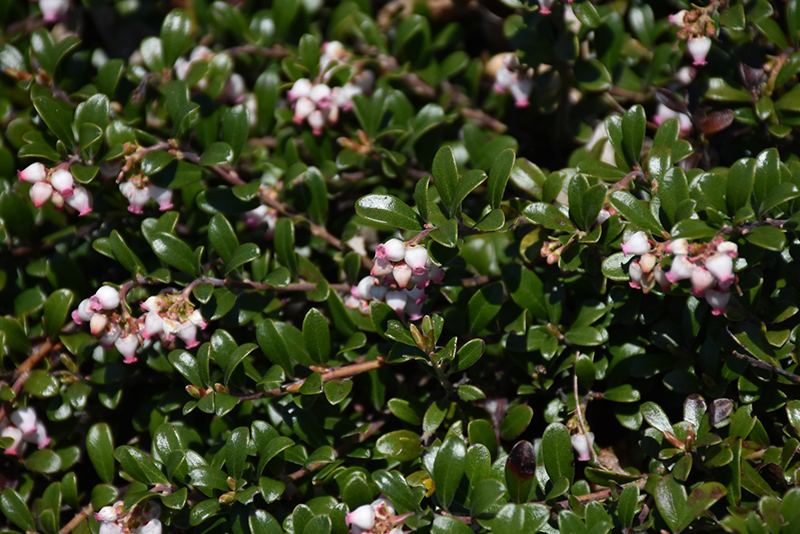Bearberry (Arctostaphylos uva-ursi) at Kennedy's Country Gardens