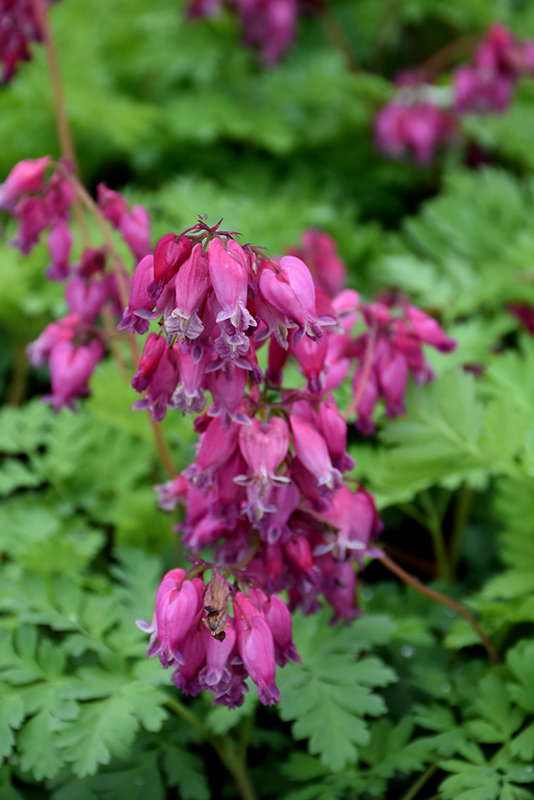 Luxuriant Bleeding Heart (Dicentra 'Luxuriant') at Kennedy's Country Gardens
