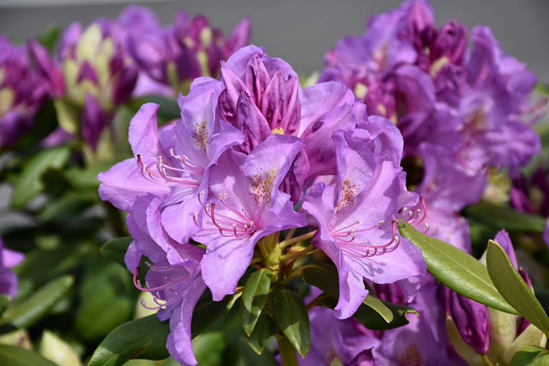 Boursault Rhododendron (Rhododendron catawbiense 'Boursault') at Kennedy's Country Gardens