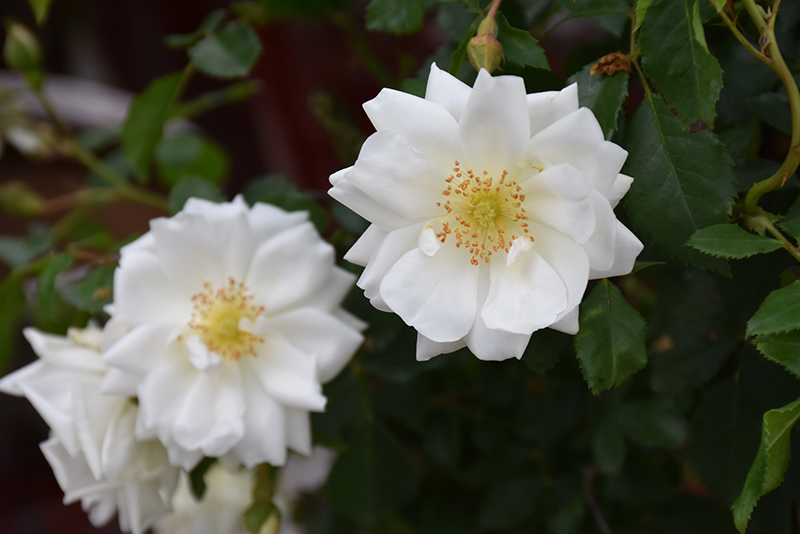 Flower Carpet White Rose (Rosa 'Flower Carpet White') at Kennedy's Country Gardens