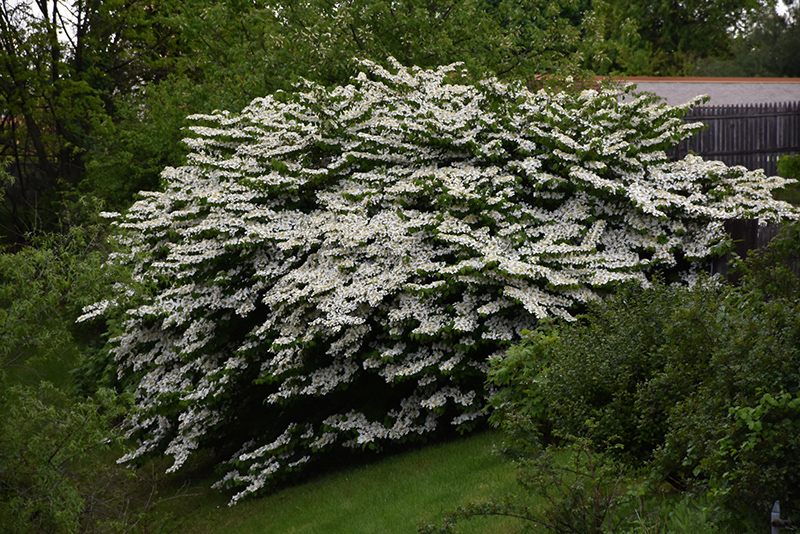 Maries Doublefile Viburnum (Viburnum plicatum 'Mariesii') at Kennedy's Country Gardens