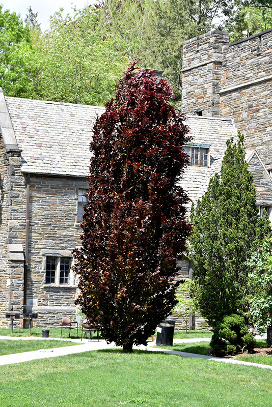 Red Obelisk Beech (Fagus sylvatica 'Red Obelisk') at Kennedy's Country Gardens