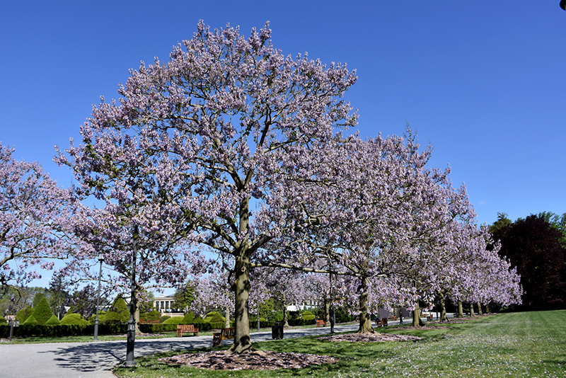 Royal Empress Tree (Paulownia tomentosa) at Kennedy's Country Gardens