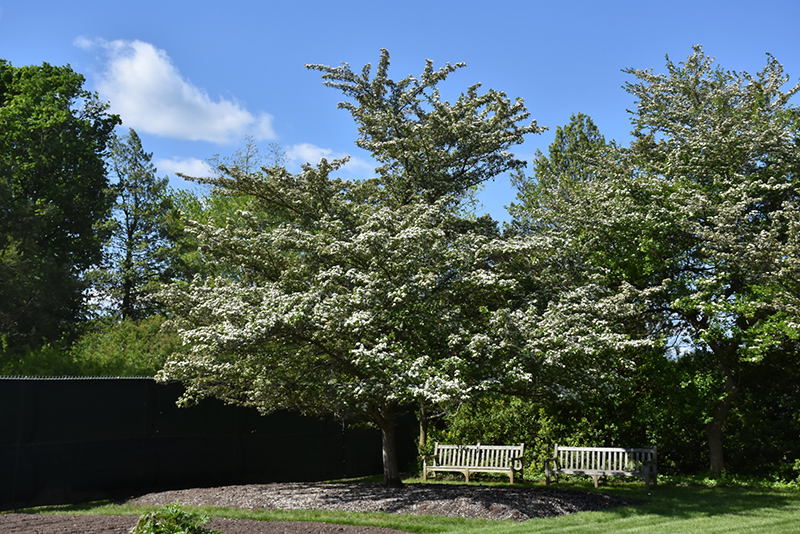 Winter King Hawthorn (Crataegus viridis 'Winter King') at Kennedy's Country Gardens