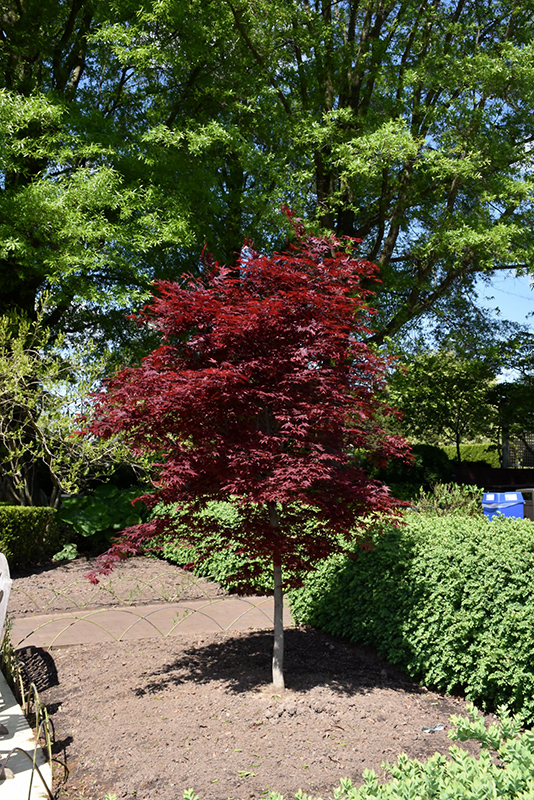 Fireglow Japanese Maple (Acer palmatum 'Fireglow') at Kennedy's Country Gardens