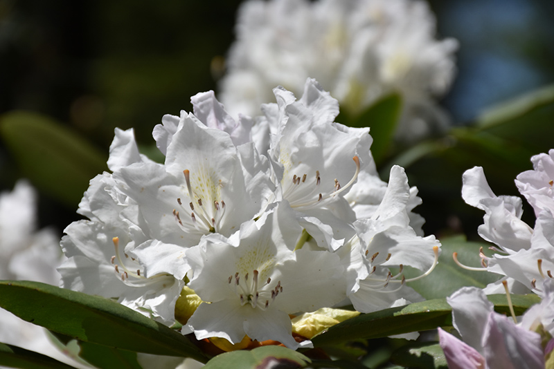 Boule de Neige Rhododendron (Rhododendron 'Boule de Neige') at Kennedy's Country Gardens