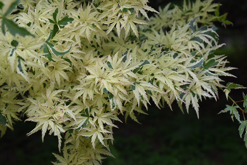 Butterfly Variegated Japanese Maple (Acer palmatum 'Butterfly') at Kennedy's Country Gardens