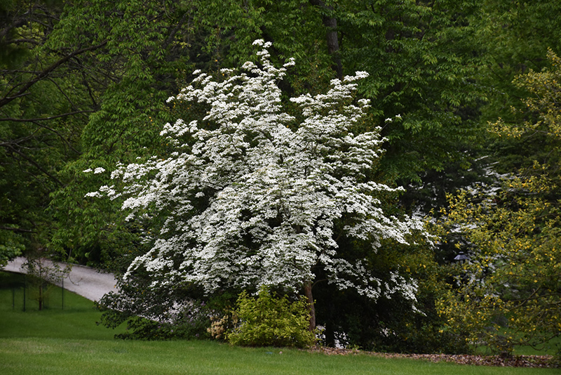 Aurora Flowering Dogwood (Cornus 'Rutban') at Kennedy's Country Gardens