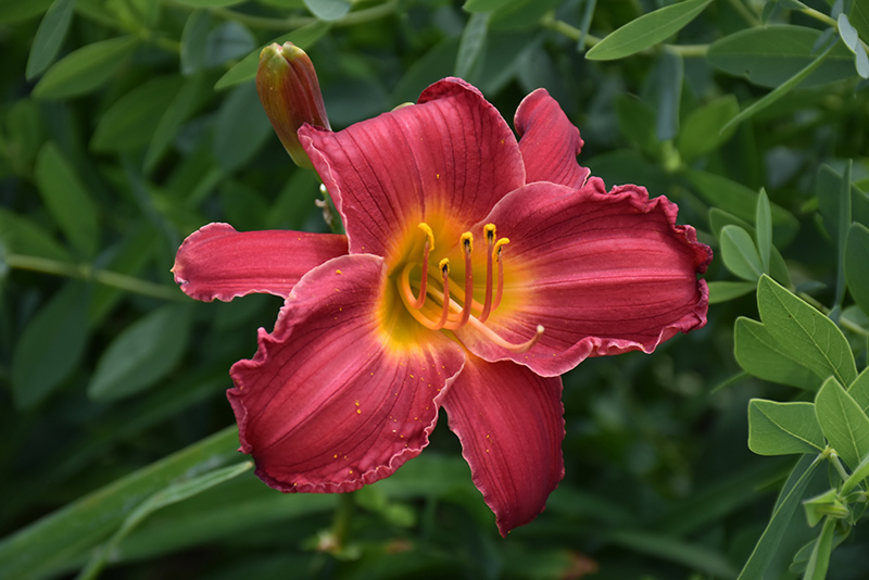 Happy Ever Appster Dynamite Returns Daylily (Hemerocallis 'Dynamite Returns') at Kennedy's Country Gardens