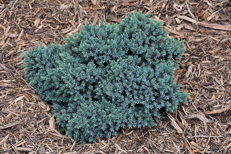 Blue Star Juniper (Juniperus squamata 'Blue Star') at Kennedy's Country Gardens