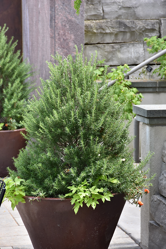 Tuscan Blue Rosemary (Rosmarinus officinalis 'Tuscan Blue') at Kennedy's Country Gardens