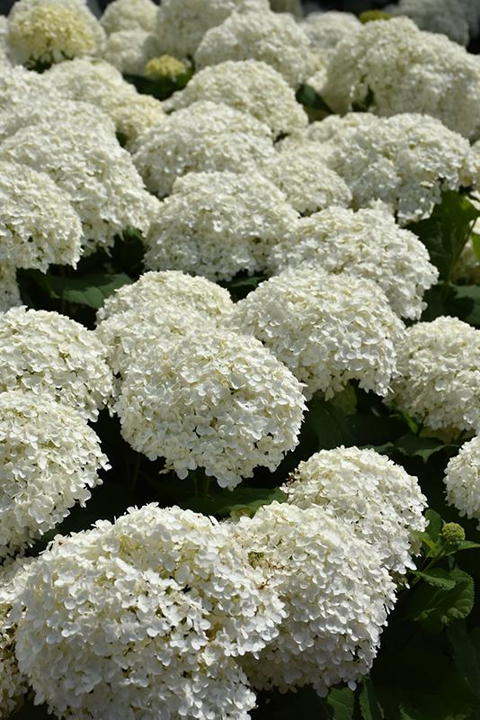 Incrediball Hydrangea (Hydrangea arborescens 'Abetwo') at Kennedy's Country Gardens