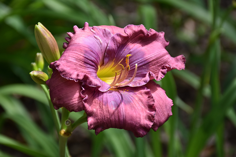 Lavender Blue Baby Daylily (Hemerocallis 'Lavender Blue Baby') at Kennedy's Country Gardens