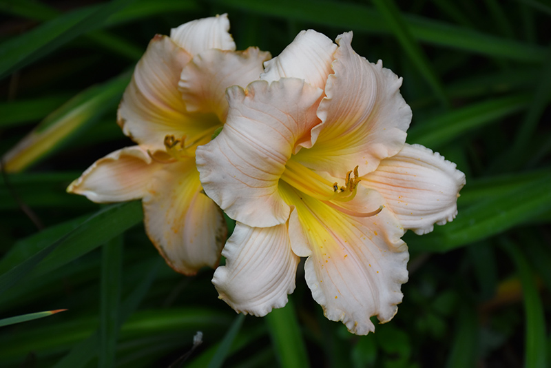 Fairy Tale Pink Daylily (Hemerocallis 'Fairy Tale Pink') at Kennedy's Country Gardens