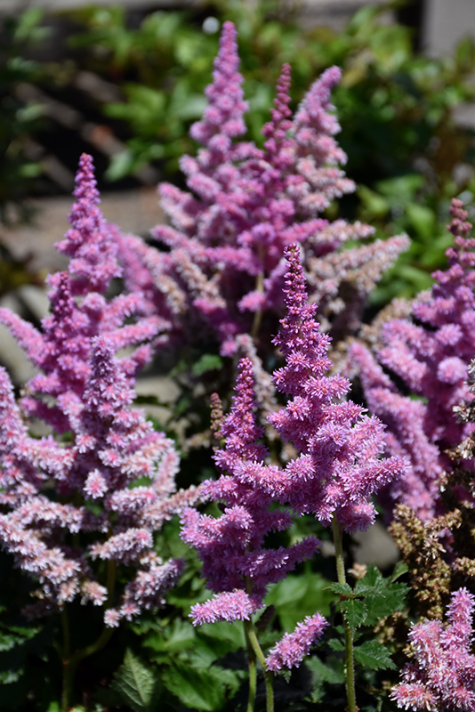 Little Vision In Purple Chinese Astilbe (Astilbe chinensis 'Little Vision In Purple') at Kennedy's Country Gardens