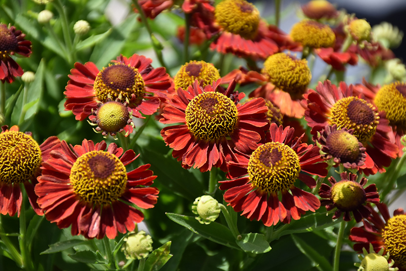Mariachi Salsa Sneezeweed (Helenium autumnale 'Salsa') at Kennedy's Country Gardens