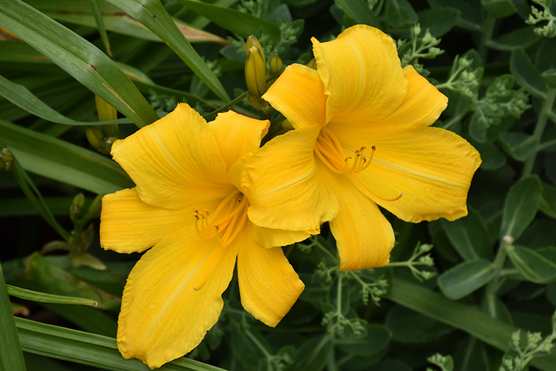 Buttered Popcorn Daylily (Hemerocallis 'Buttered Popcorn') at Kennedy's Country Gardens
