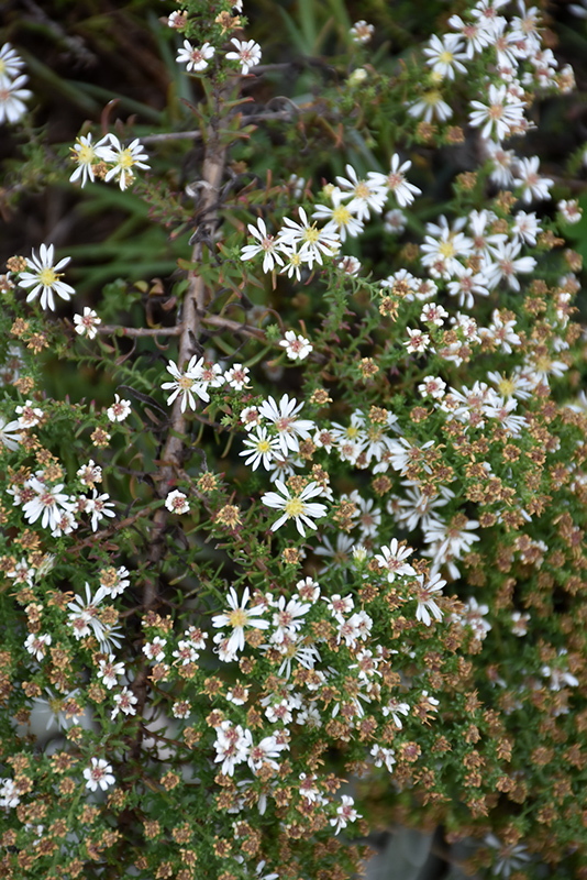 Snow Flurry Aster (Aster ericoides 'Snow Flurry') at Kennedy's Country Gardens