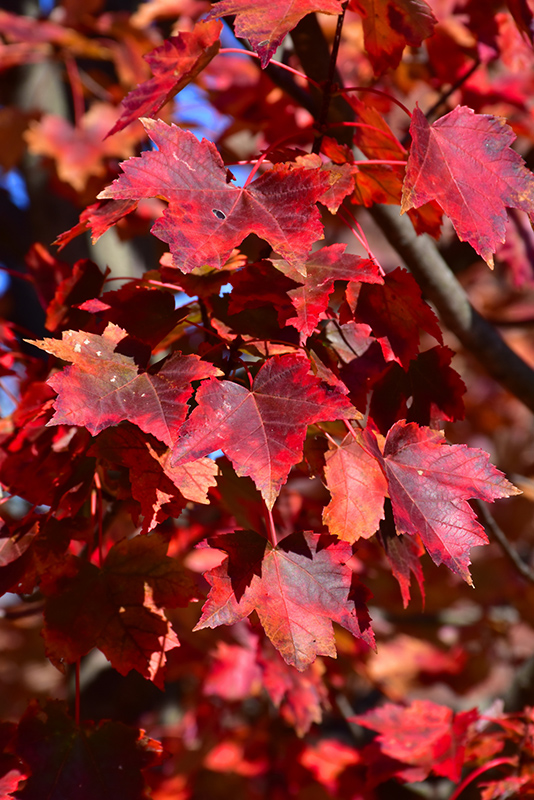 Autumn Flame Red Maple (Acer rubrum 'Autumn Flame') at Kennedy's Country Gardens