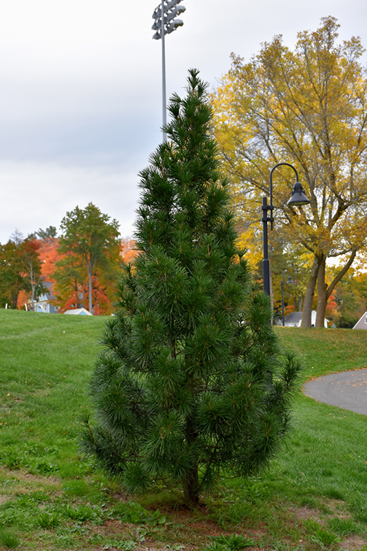 Wintergreen Umbrella Pine (Sciadopitys verticillata 'Wintergreen') at Kennedy's Country Gardens