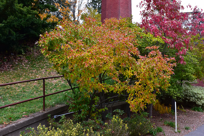 Winterberry (Ilex verticillata) at Kennedy's Country Gardens