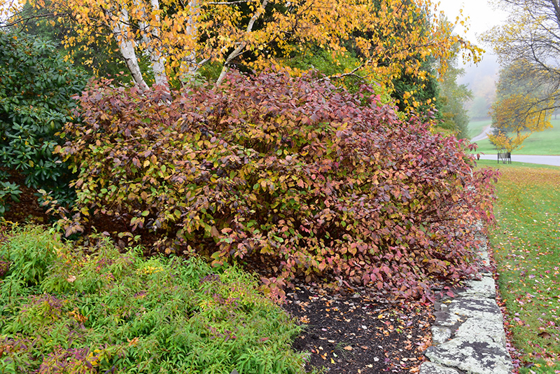 Bailey Red-Twig Dogwood (Cornus baileyi) at Kennedy's Country Gardens