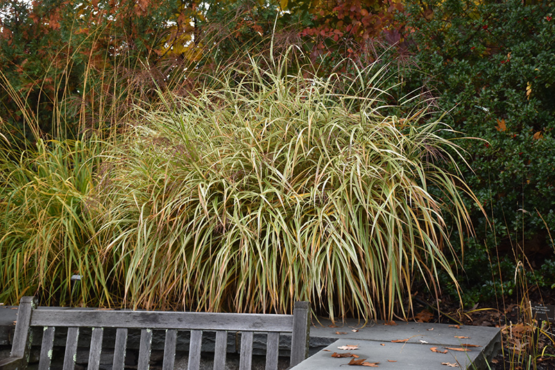 Dixieland Maiden Grass (Miscanthus sinensis 'Dixieland') at Kennedy's Country Gardens