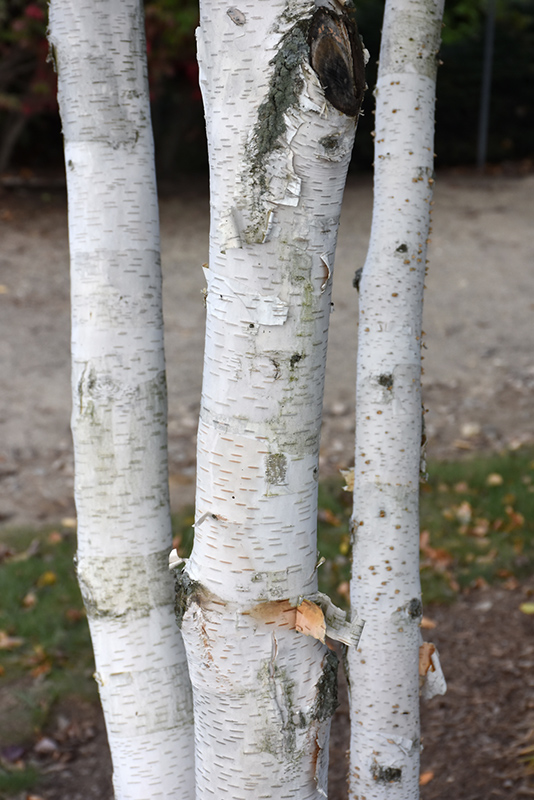 Whitebark Himalayan Birch (Betula utilis 'var. jacquemontii') at Kennedy's Country Gardens