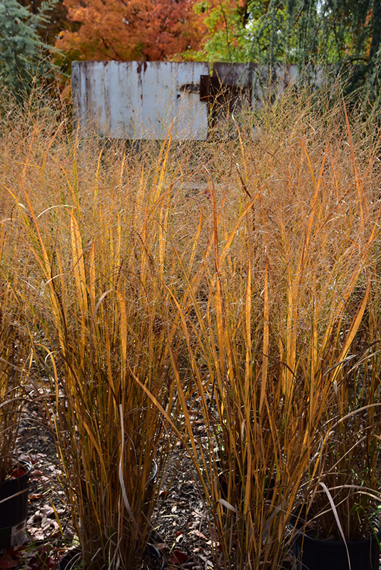 Northwind Switch Grass (Panicum virgatum 'Northwind') at Kennedy's Country Gardens