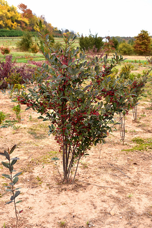 Brilliantissima Red Chokeberry (Aronia arbutifolia 'Brilliantissima') at Kennedy's Country Gardens