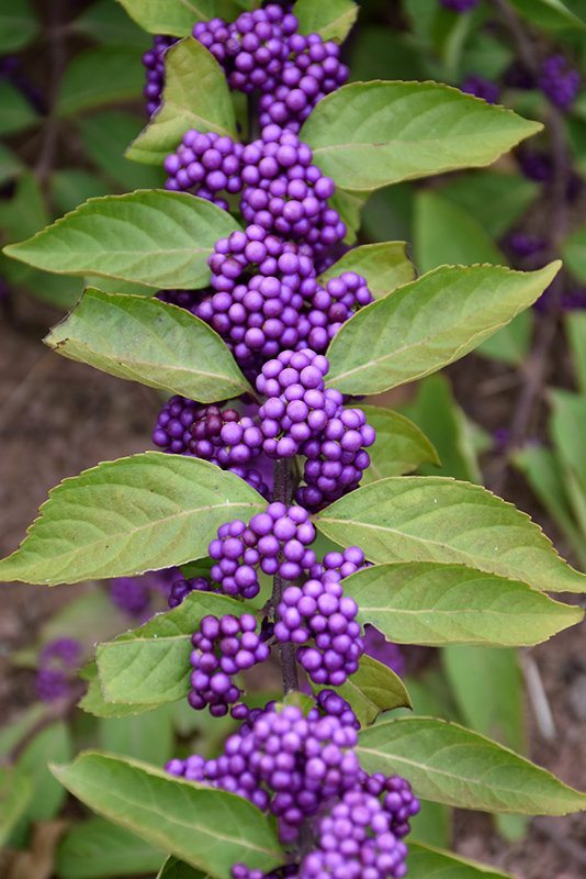 Purple Beautyberry (Callicarpa dichotoma) at Kennedy's Country Gardens