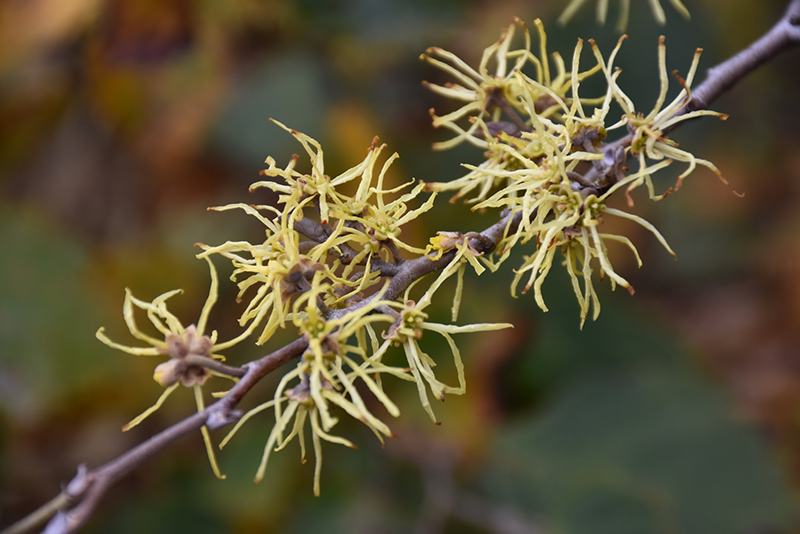 Common Witchhazel (Hamamelis virginiana) at Kennedy's Country Gardens