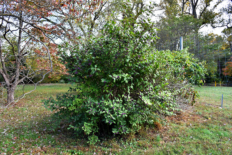 Profusion Beautyberry (Callicarpa bodinieri 'Profusion') at Kennedy's Country Gardens