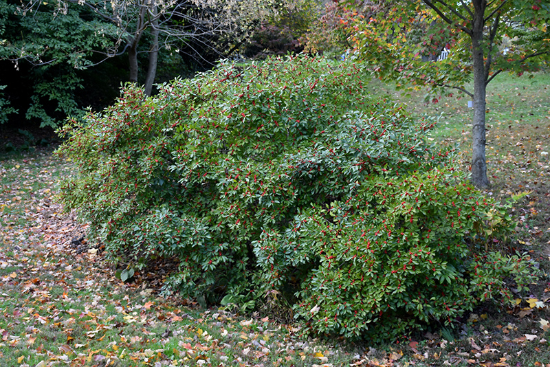 Red Sprite Winterberry (Ilex verticillata 'Red Sprite') at Kennedy's Country Gardens