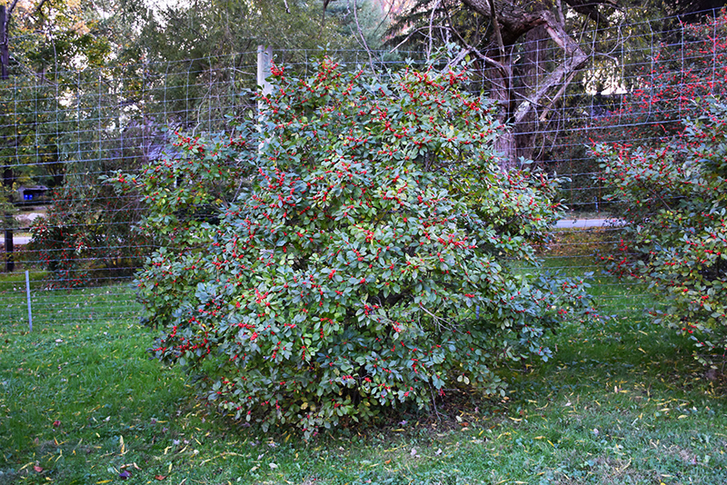 Berry Nice Winterberry (Ilex verticillata 'Spriber') at Kennedy's Country Gardens