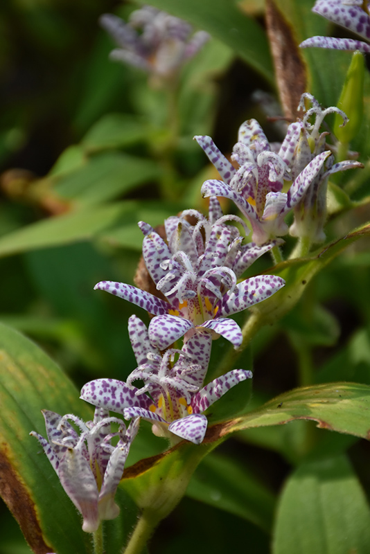 Toad Lily (Tricyrtis hirta) at Kennedy's Country Gardens