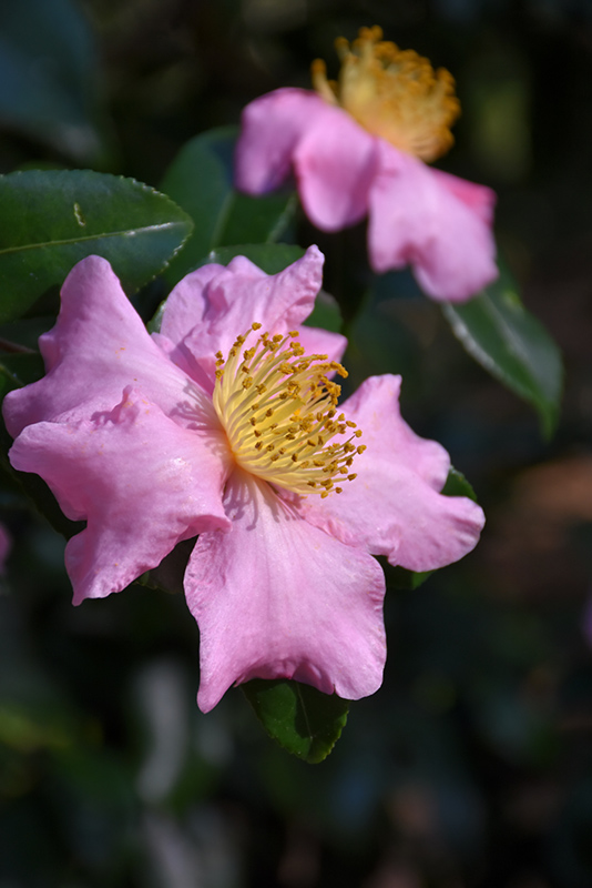 Winter's Star Camellia (Camellia 'Winter's Star') at Kennedy's Country Gardens
