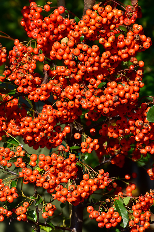 Mohave Firethorn (Pyracantha 'Mohave') at Kennedy's Country Gardens