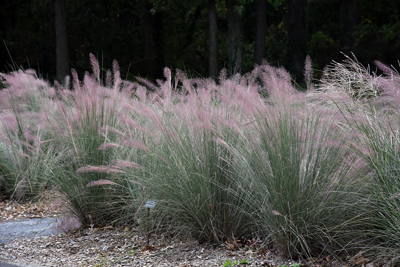 Pink Flamingo Muhly Grass (Muhlenbergia 'Pink Flamingo') at Kennedy's Country Gardens