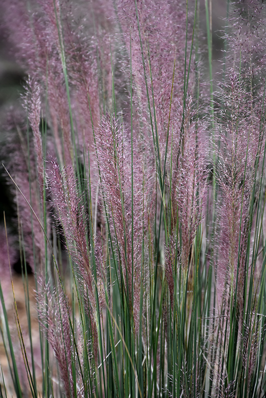 Pink Flamingo Muhly Grass (Muhlenbergia 'Pink Flamingo') at Kennedy's Country Gardens