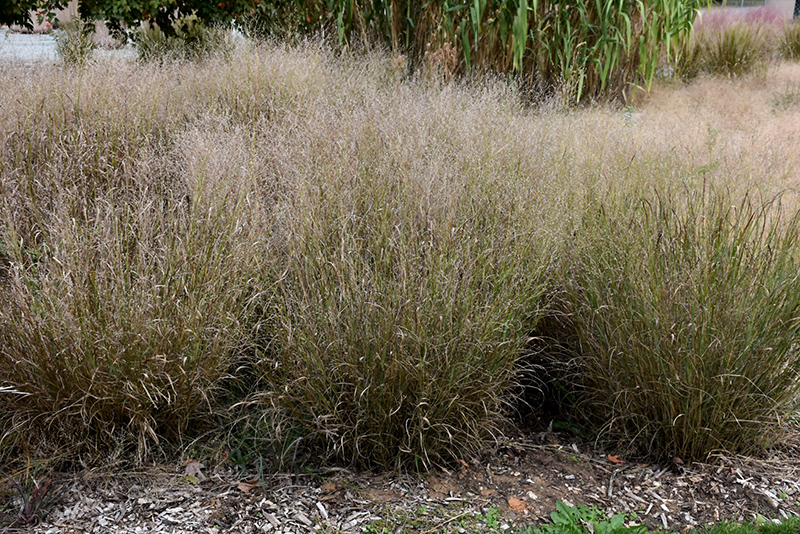 Shenandoah Reed Switch Grass (Panicum virgatum 'Shenandoah') at Kennedy's Country Gardens