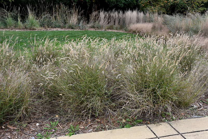 Karley Rose Oriental Fountain Grass (Pennisetum orientale 'Karley Rose') at Kennedy's Country Gardens