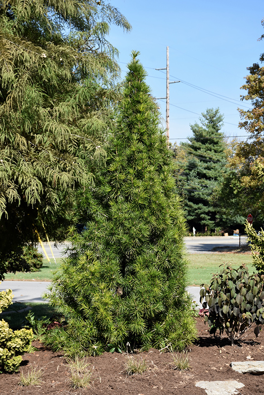 Joe Kozey Umbrella Pine (Sciadopitys verticillata 'Joe Kozey') at Kennedy's Country Gardens