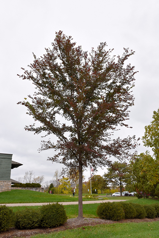 Frontier Elm (Ulmus 'Frontier') at Kennedy's Country Gardens