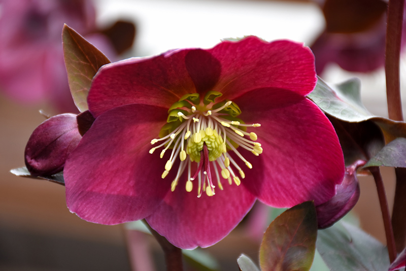 Anna's Red Hellebore (Helleborus 'Anna's Red') at Kennedy's Country Gardens
