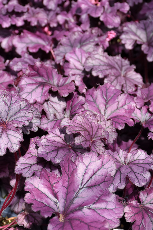Forever Purple Coral Bells (Heuchera 'Forever Purple') at Kennedy's Country Gardens