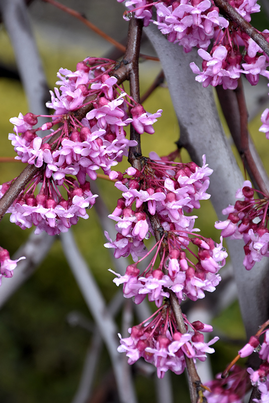 Lavender Twist Redbud (Cercis canadensis 'Covey') at Kennedy's Country Gardens