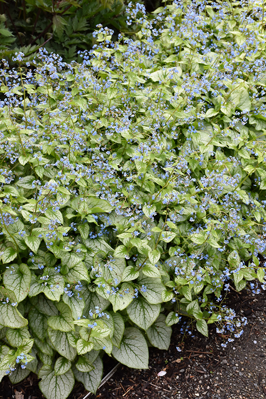 Jack Frost Bugloss (Brunnera macrophylla 'Jack Frost') at Kennedy's Country Gardens
