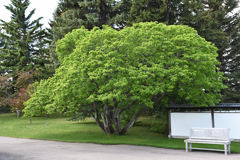 Amur Maple (Acer ginnala) at Kennedy's Country Gardens